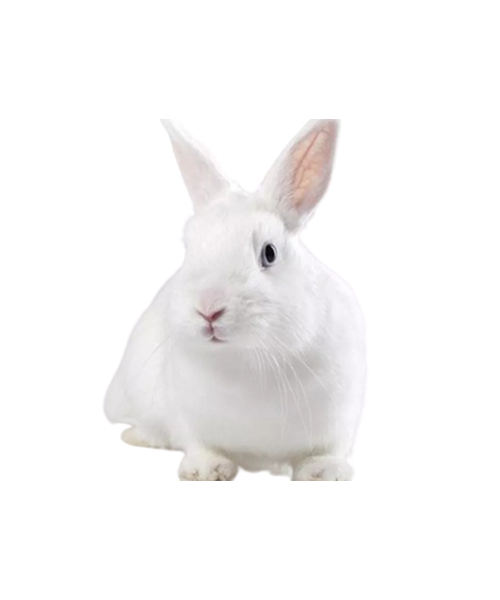 New Zealand White Rabbit